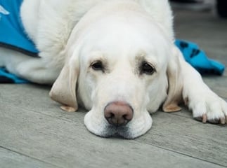 Scanner chez le chien
